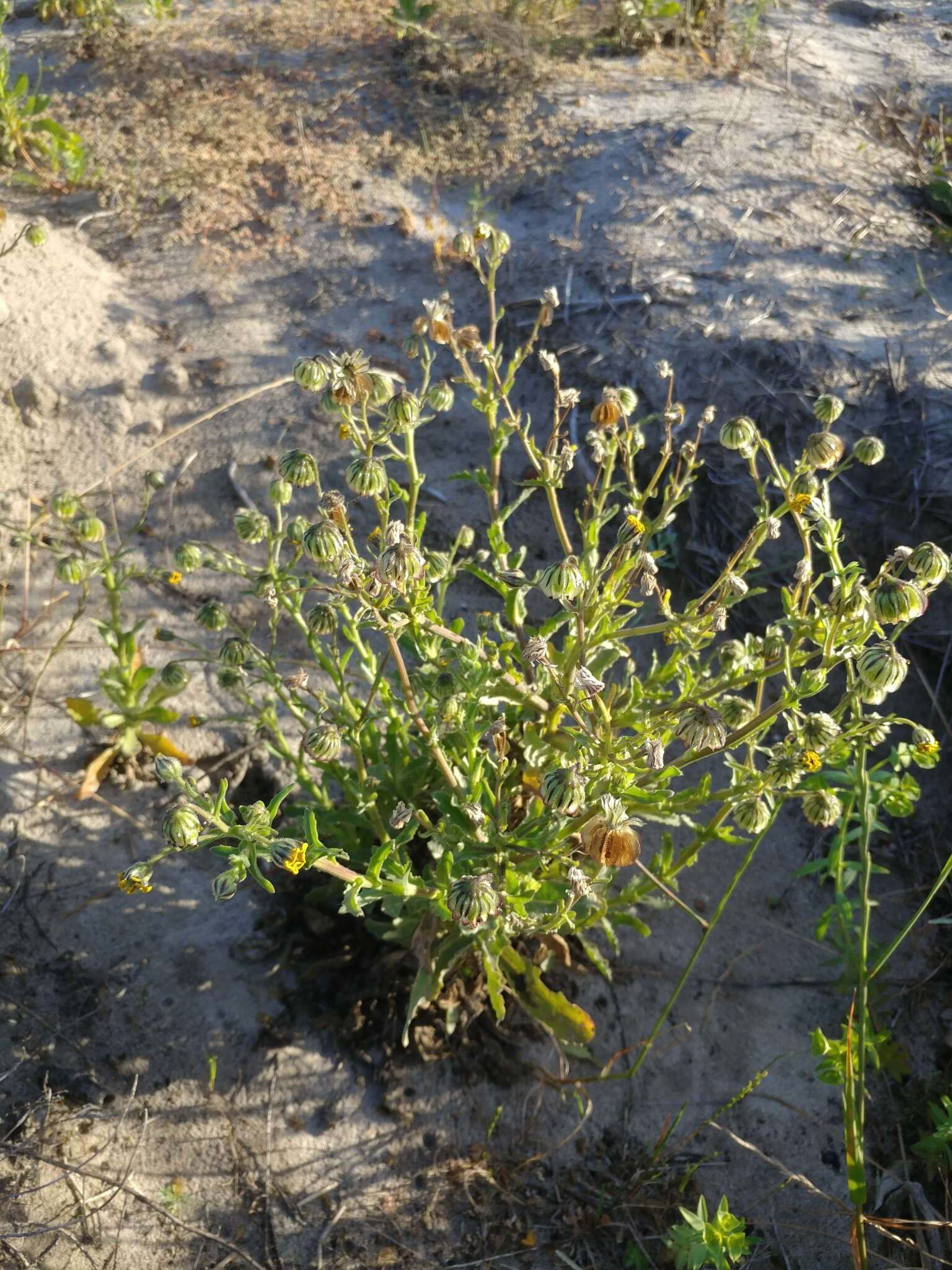 Image of Osteospermum monstrosum (Burm. fil.) J. C. Manning & Goldblatt