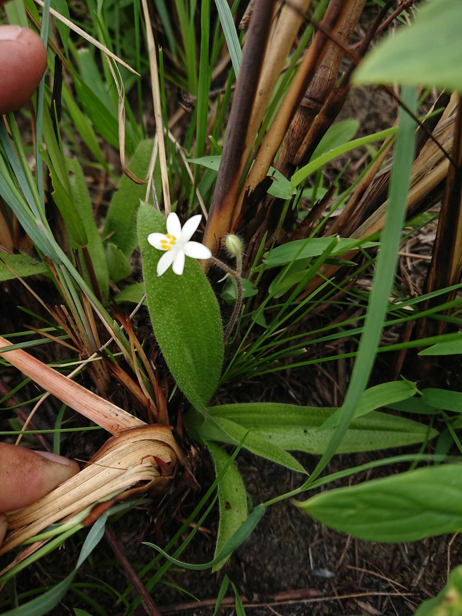 Image of Hypoxis membranacea Baker