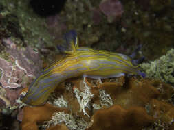 Image of Tyrannodoris europaea (García-Gómez 1985)