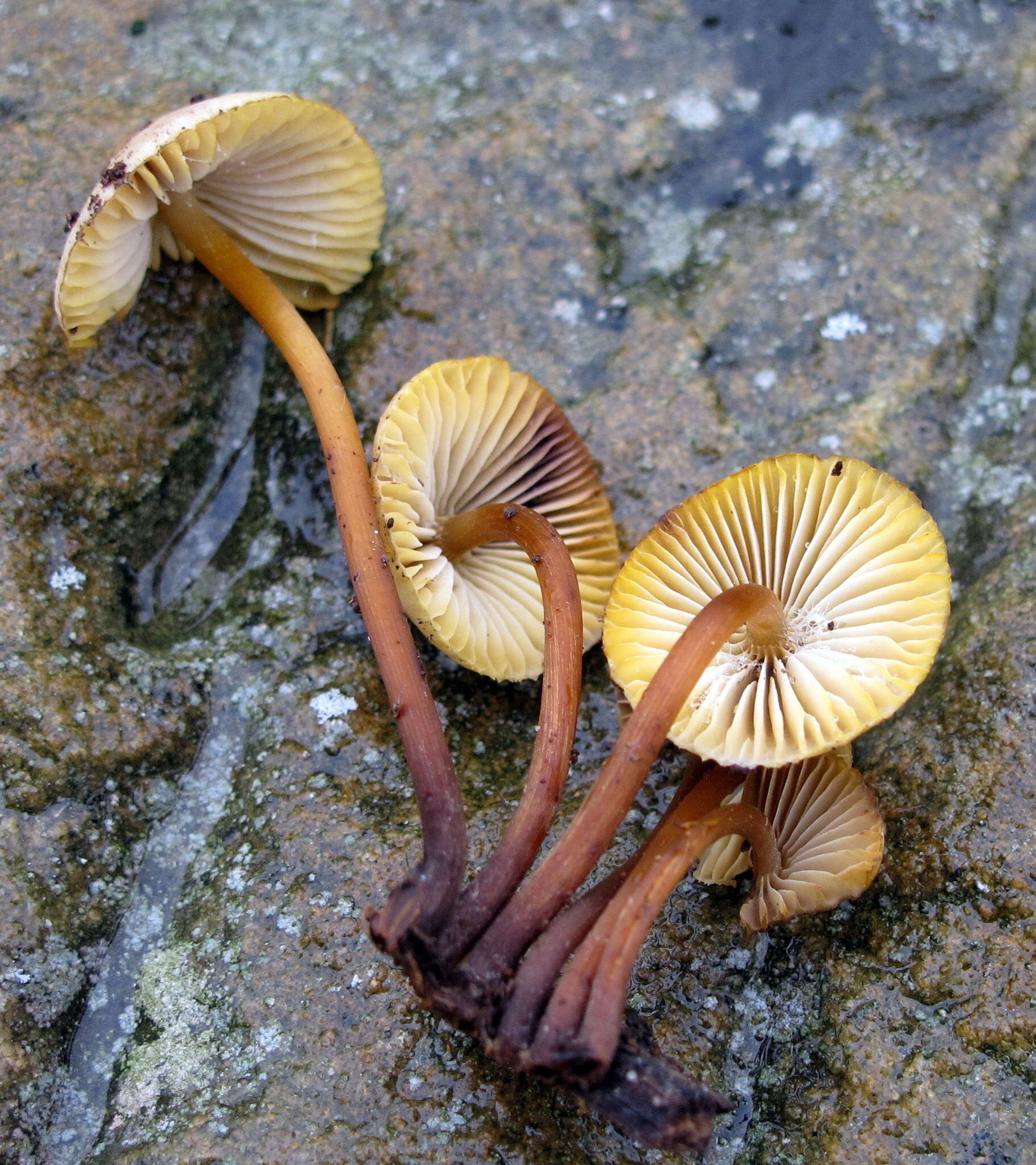 Image of Mycena atkinsoniana A. H. Sm. 1947