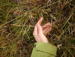 Image of Holm's reedgrass