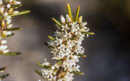 Image of Agiortia pedicellata (C. T. White) Quinn