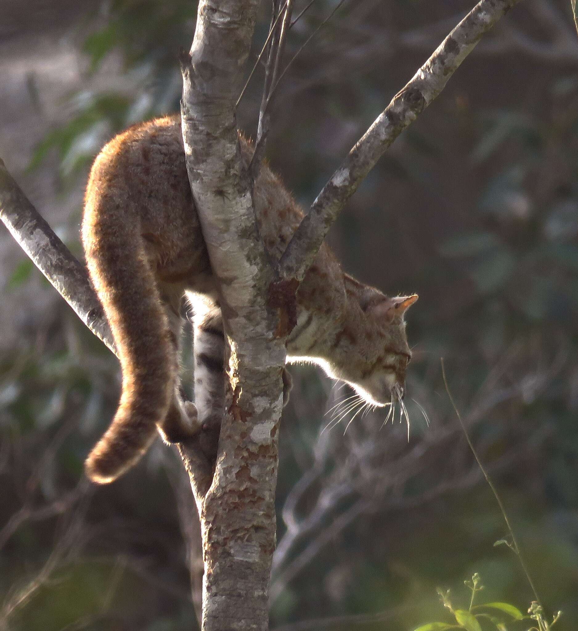 Image of Rusty-Spotted Cat