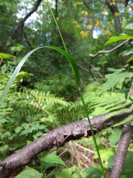 Image of Festuca extremiorientalis Ohwi