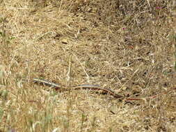 Image of Alameda Striped Racer