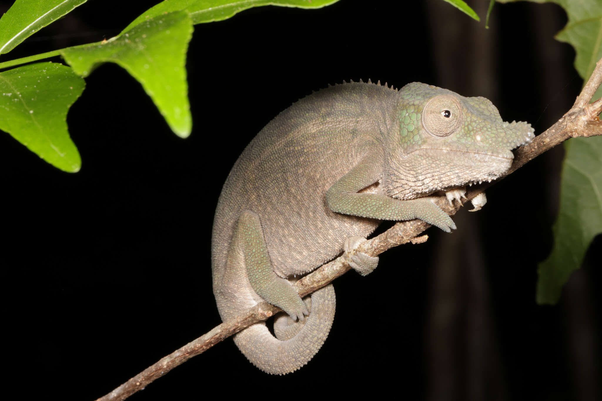 صورة Furcifer rhinoceratus (Gray 1845)