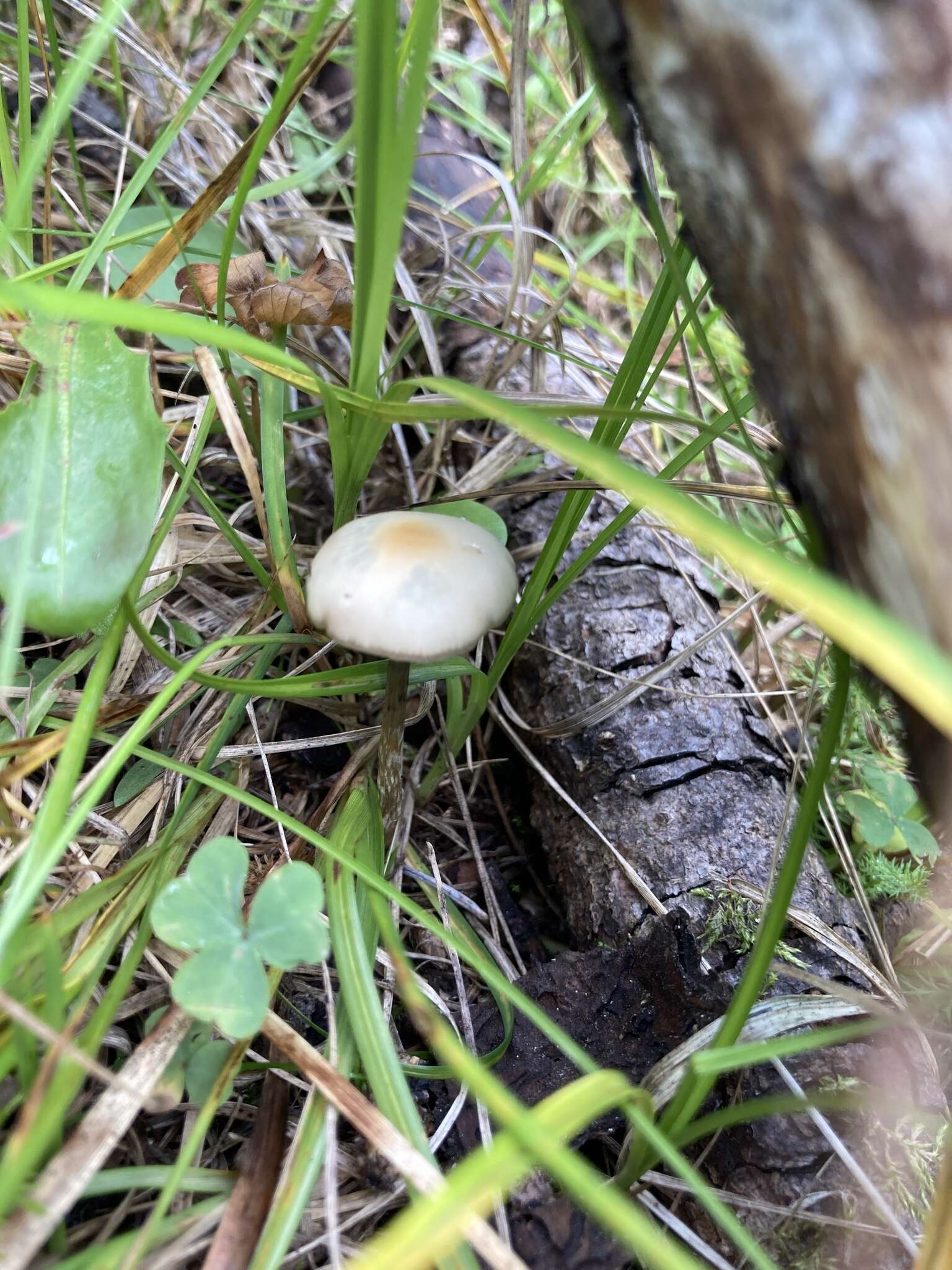 Слика од Psilocybe mescaleroensis Guzmán, Walstad, E. Gándara & Ram.-Guill. 2007