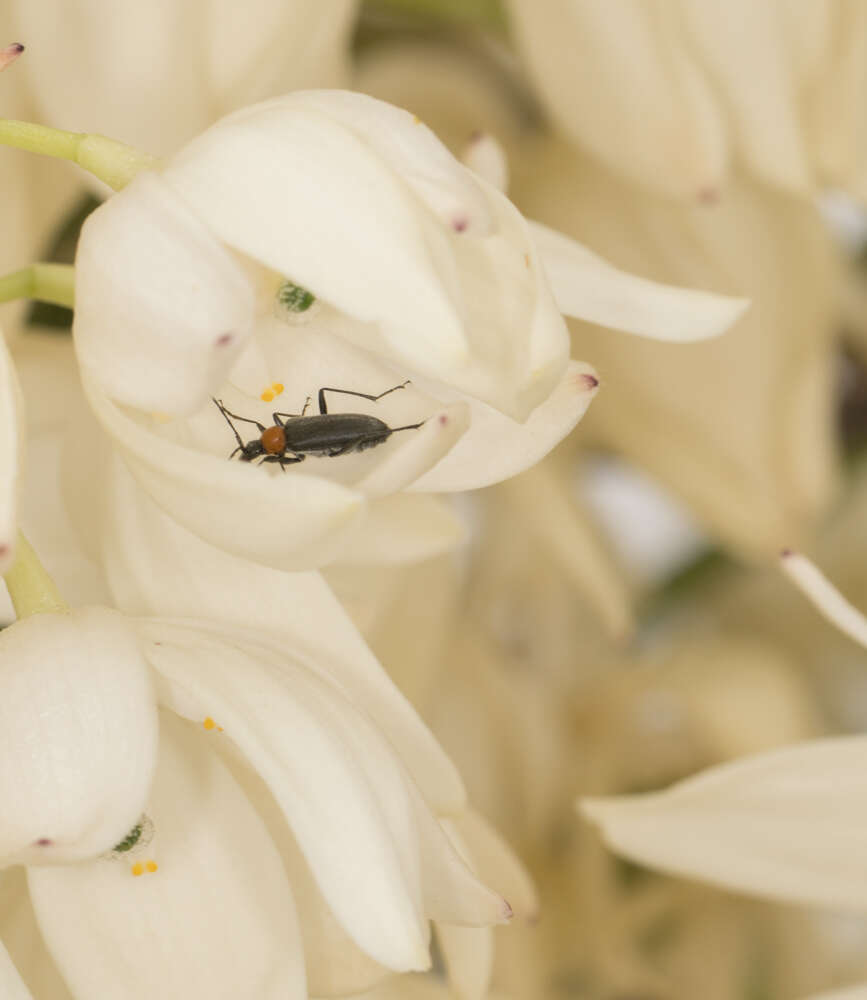 Image of Cortodera falsa (Le Conte 1859)