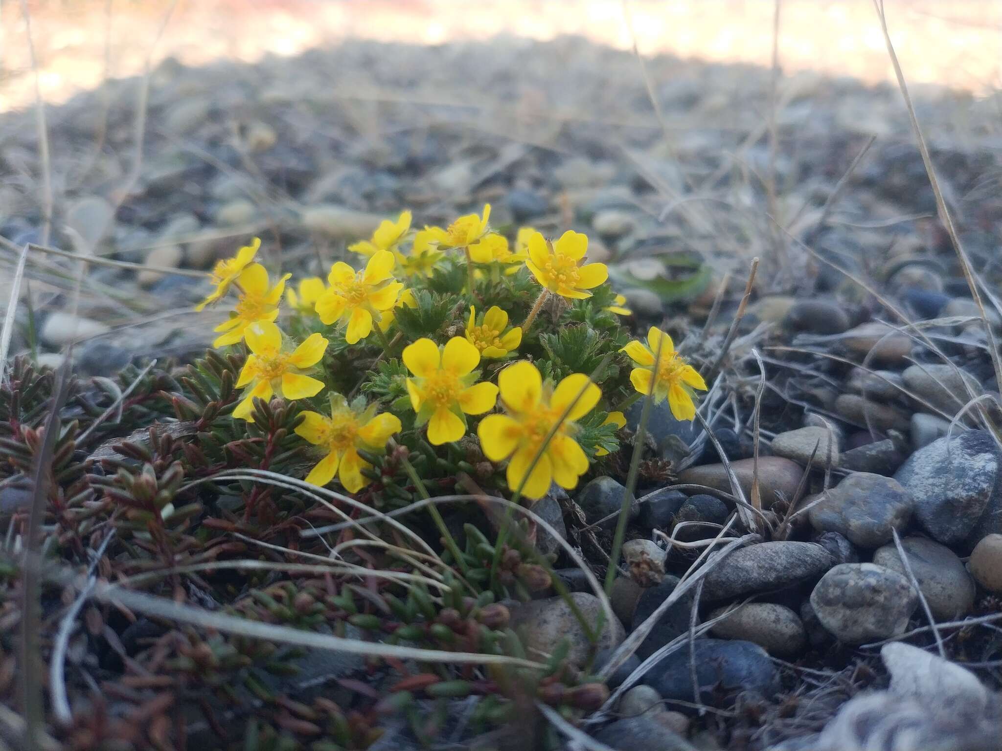 Image de Potentilla elegans Cham. & Schltdl.