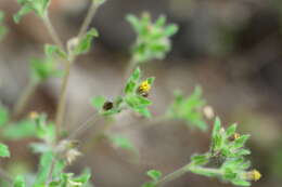 Image of Blumea belangeriana DC.