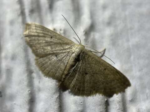 Image of Scopula hypochra Meyrick 1888