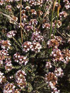 Image of Disparago ericoides (Berg.) Gaertn.