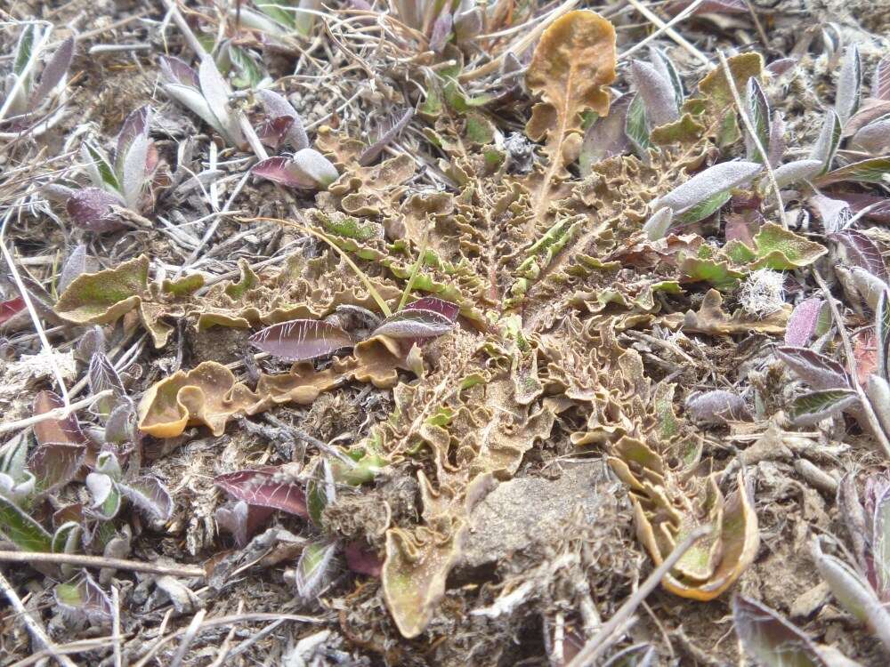 Image of Sonchus novae-zelandiae (Hook. fil.) Benth. & Hook. fil.