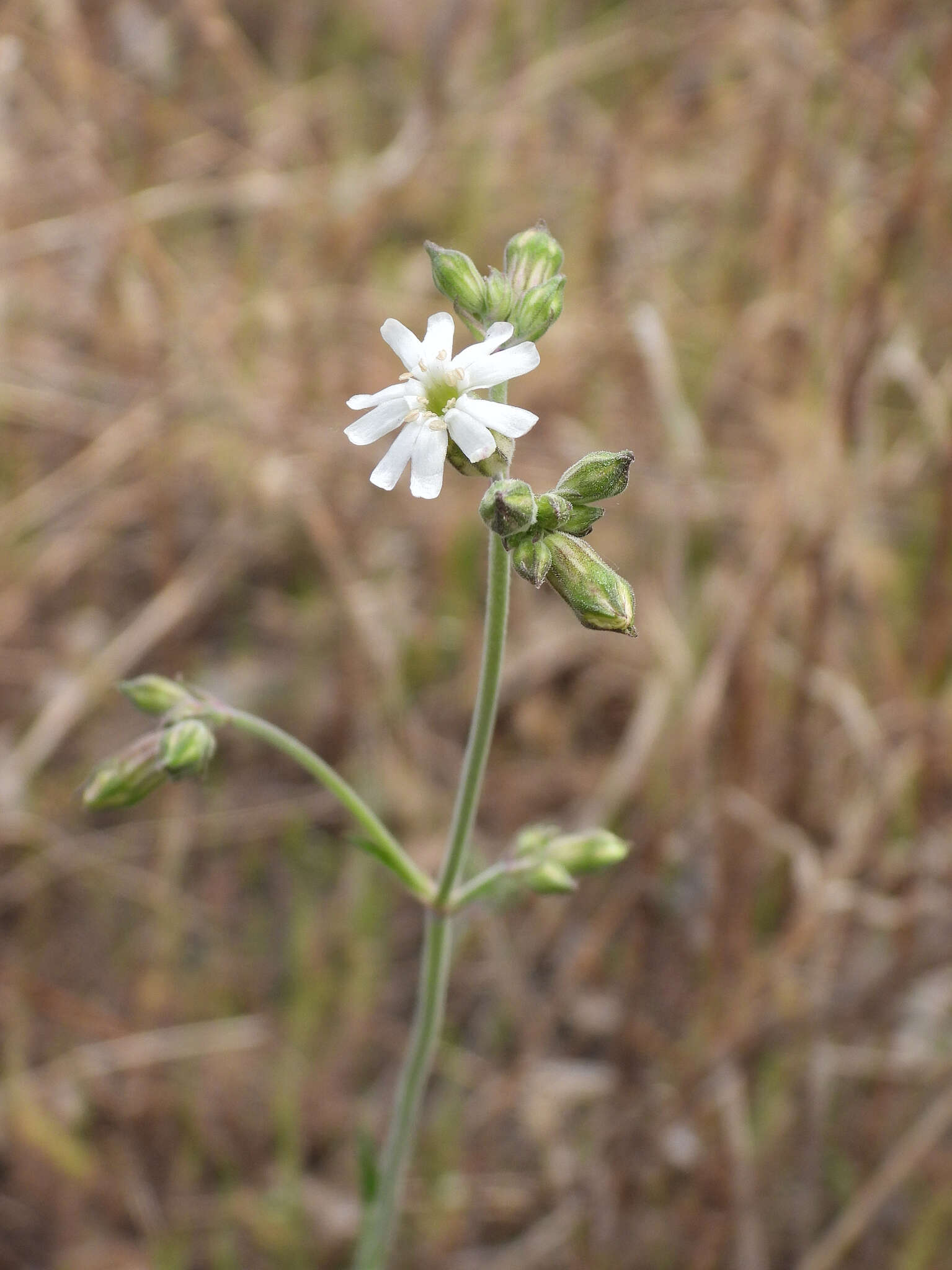 Imagem de Silene aprica Turcz. ex Fisch. & C. A. Mey.