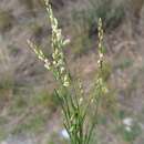 Image de Polygala cisandina Chod.