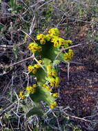 Euphorbia grandicornis Blanc resmi