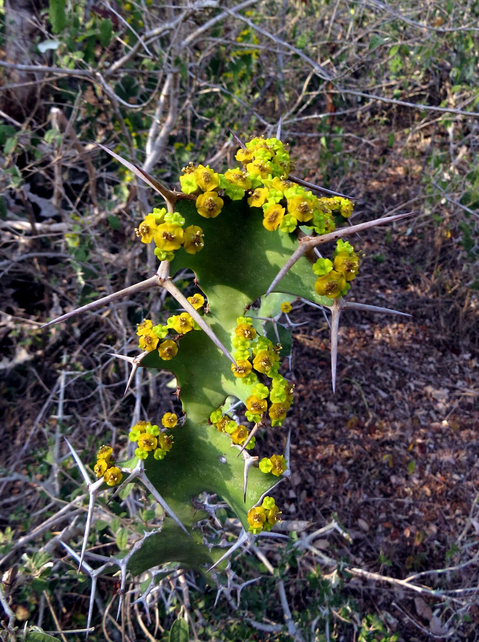 Image of Bigthorn Euphorbia