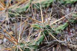 Image of Schott's Prickly-pear Cactus