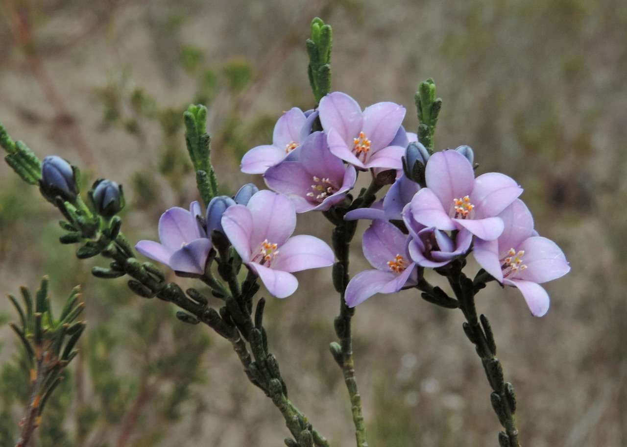 Image of Cyanothamnus coerulescens subsp. coerulescens