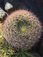 Image of Gymnocalycium saglionis (F. Cels) Britton & Rose