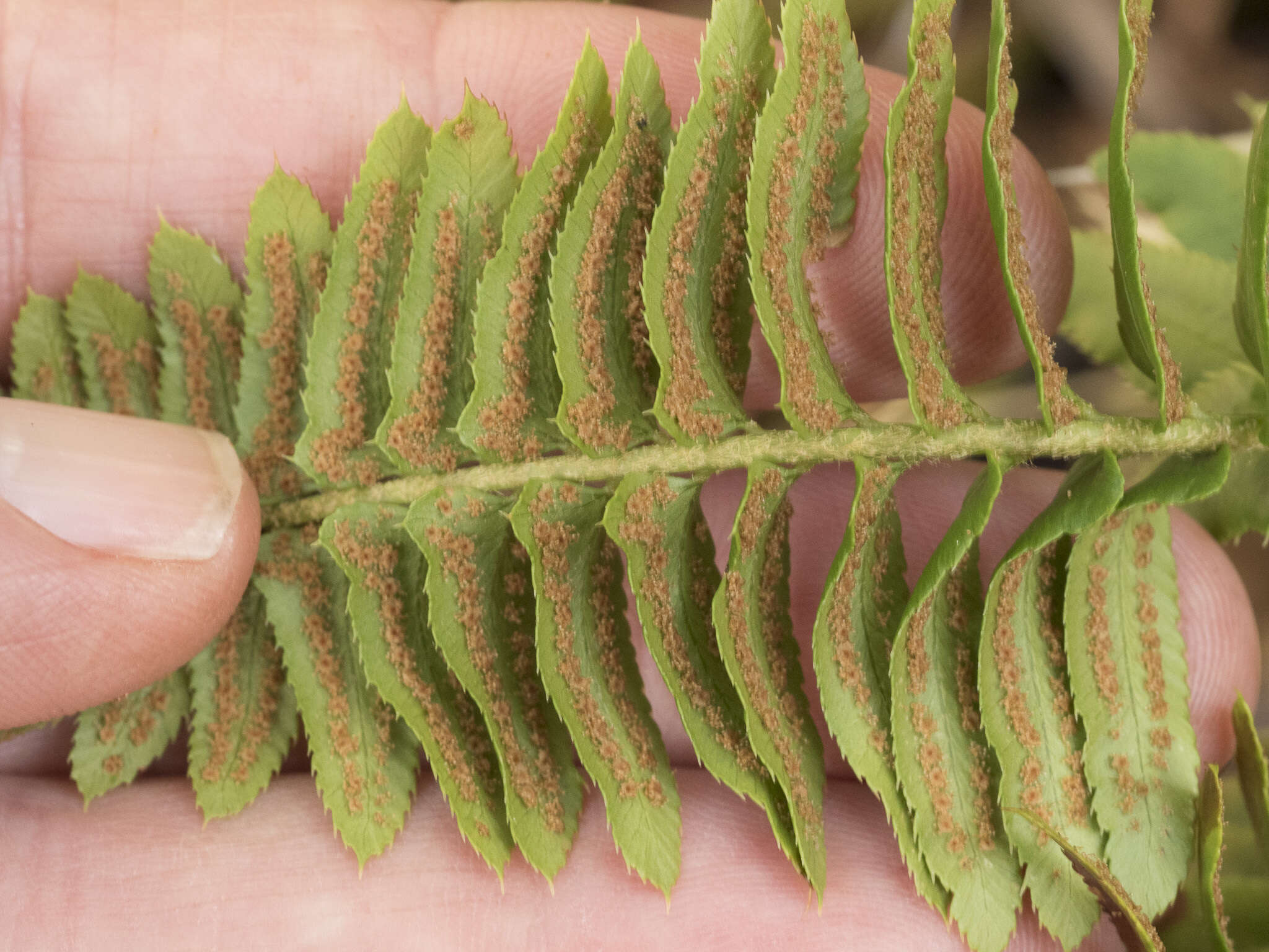 Image of narrowleaf swordfern