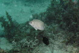 Image of Black spinefoot