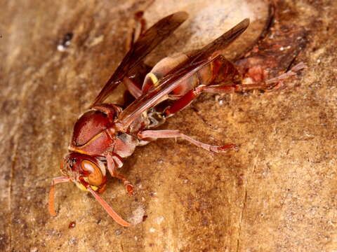 Image of <i>Polistes <i>humilis</i></i> humilis