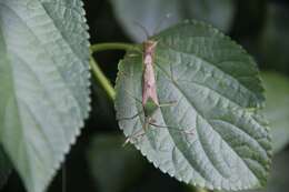 Plancia ëd Homoeocerus (Anacanthocoris) striicornis Scott 1874