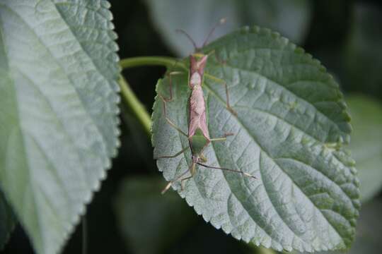 Image of Homoeocerus (Anacanthocoris) striicornis Scott 1874