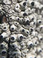 Image of California thelomma lichen