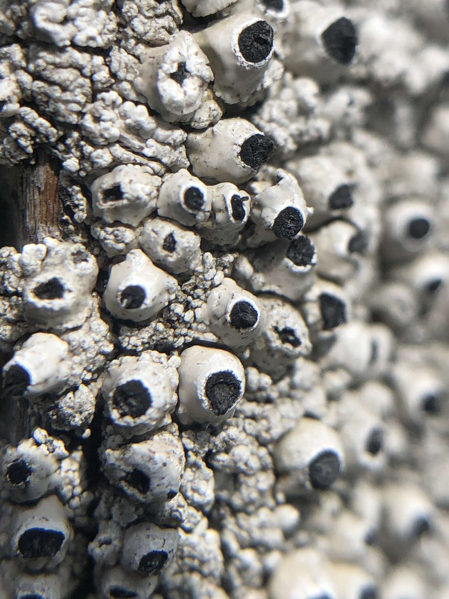 Image of California thelomma lichen