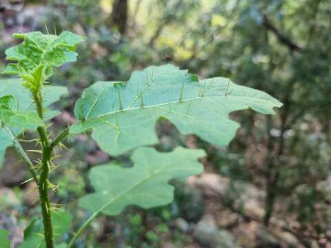 Image of Solanum rubetorum Dun.