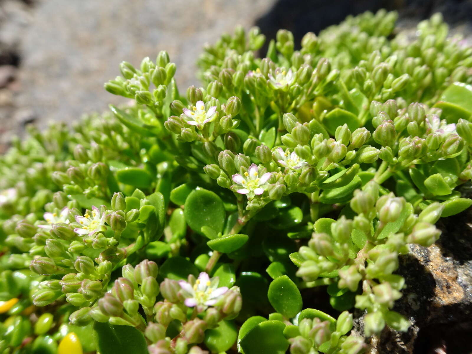 Imagem de Polycarpon tetraphyllum subsp. catalaunicum (O. Bolòs & Vigo) Iamonico & Domina