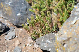 Image of Lepidium horstii Johow ex Skottsb.