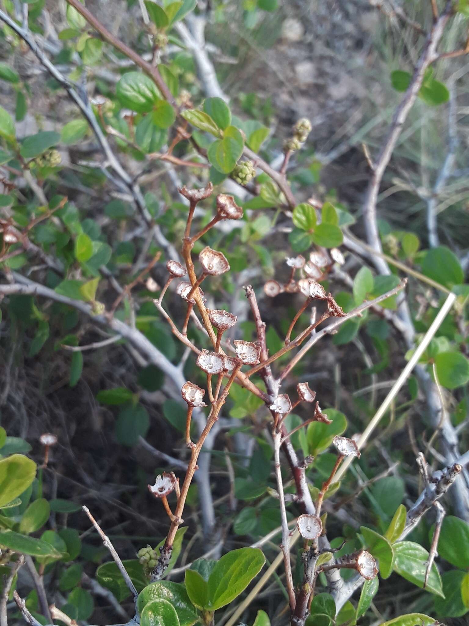 Plancia ëd Ceanothus martinii M. E. Jones