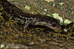 Image de Plethodon aureolus Highton 1984