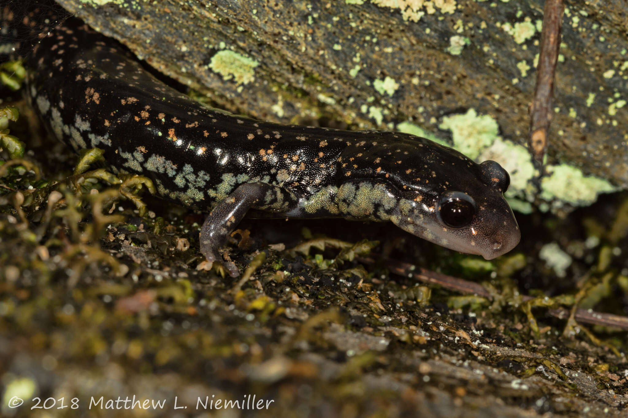 Image de Plethodon aureolus Highton 1984