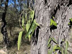 Image of Parsonsia eucalyptophylla F. Müll.