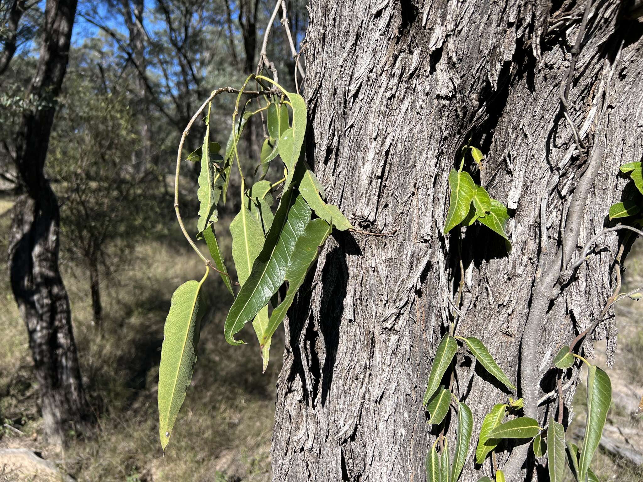 Image of Parsonsia eucalyptophylla F. Müll.