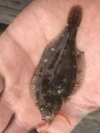 Image of Speckled sanddab