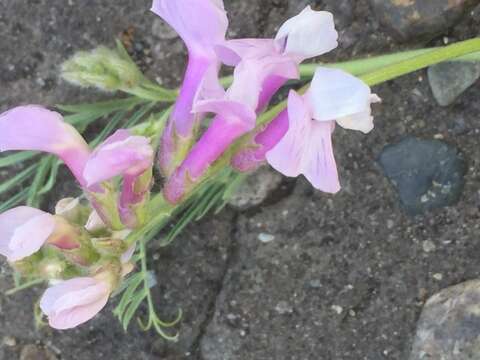 Image of <i>Lathyrus armenus</i>