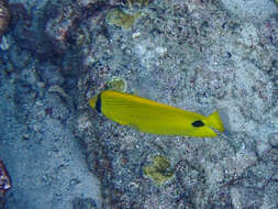 Image of Yellow Butterflyfish