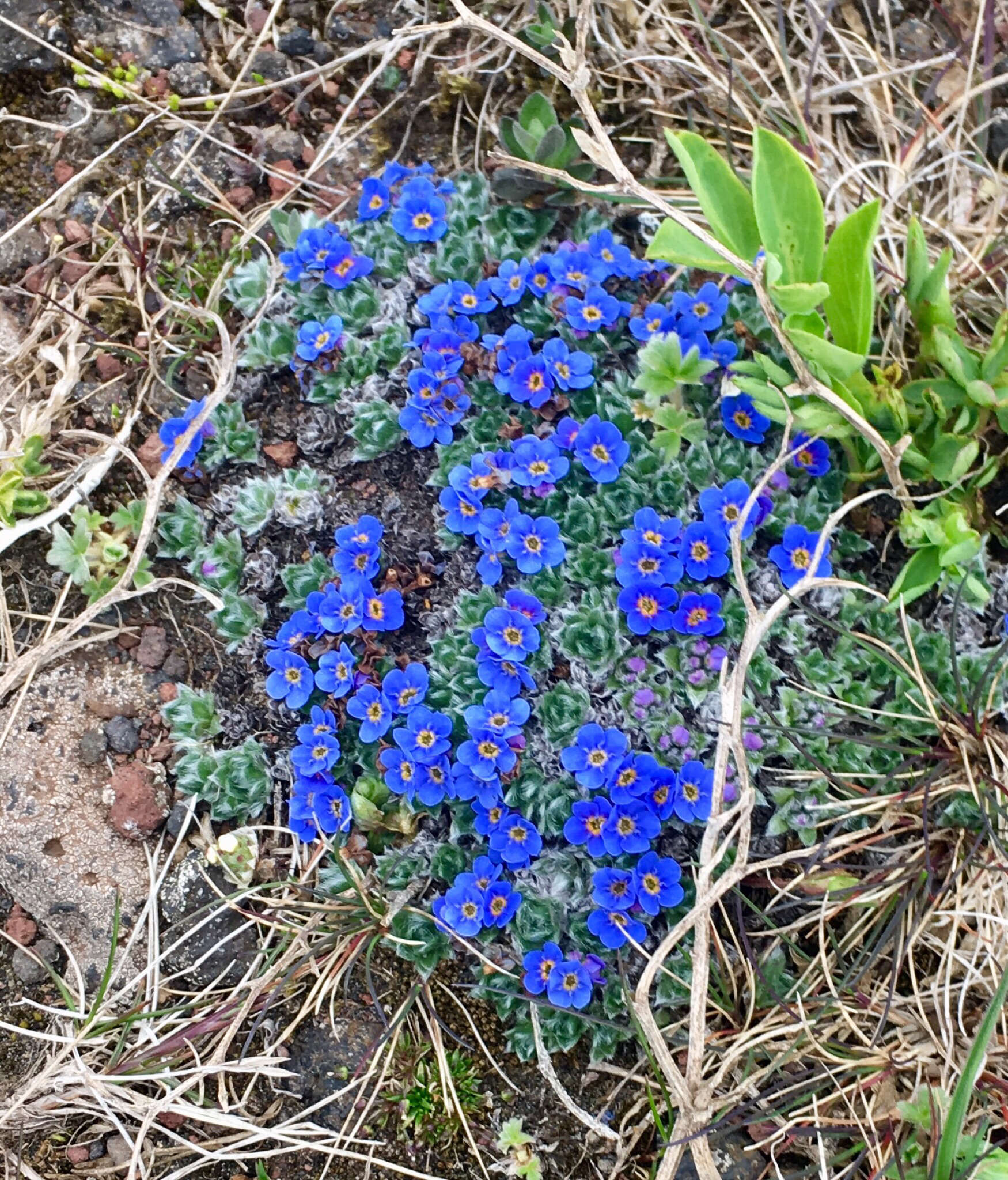 Image of arctic alpine forget-me-not