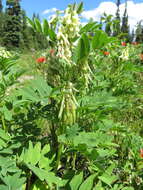 Plancia ëd Astragalus americanus (Hook.) M. E. Jones