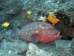 Image of Peacock rockcod