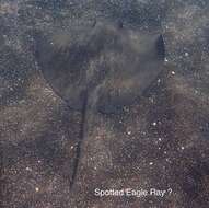 Image of Diamond Stingray