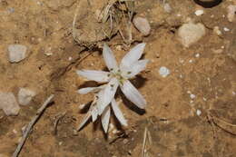 Image of Colchicum tuviae Feinbrun