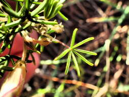 Imagem de Oxalis engleriana Schlechter