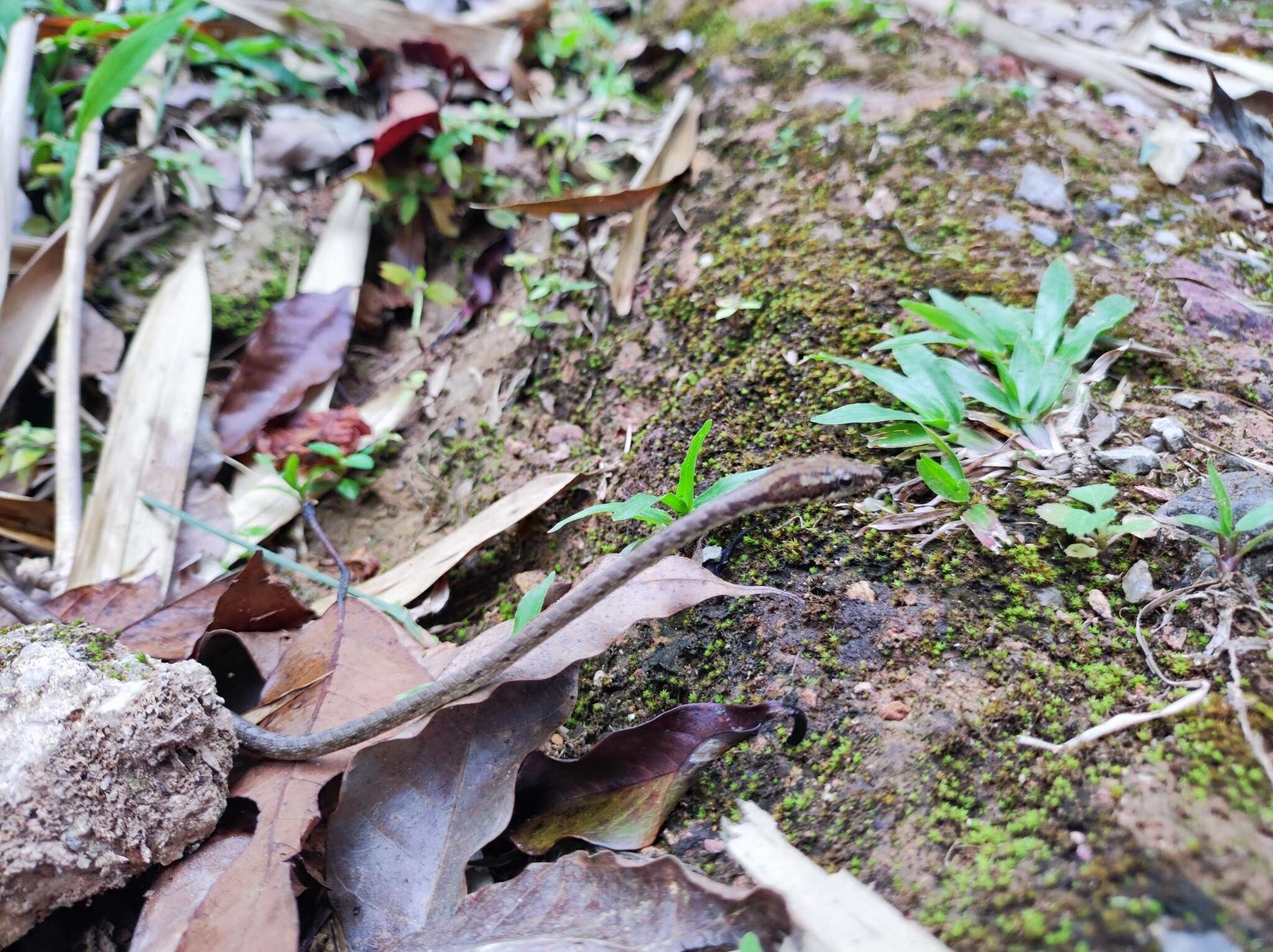 Image of Brown Whip Snake