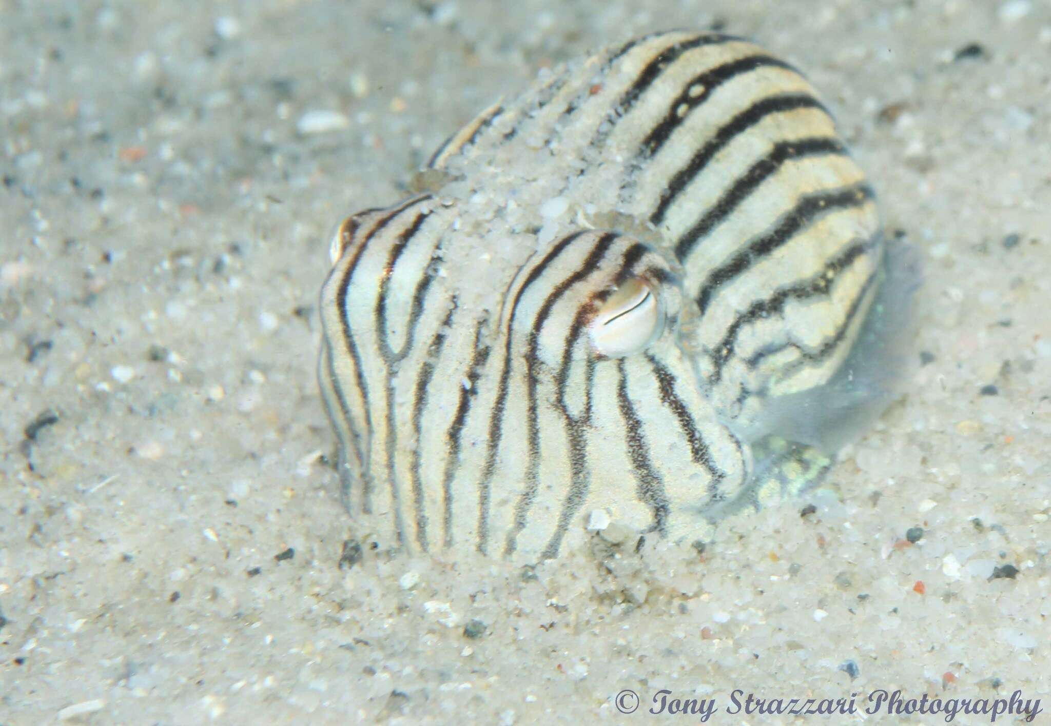 Image of Striped Pyjama Squid